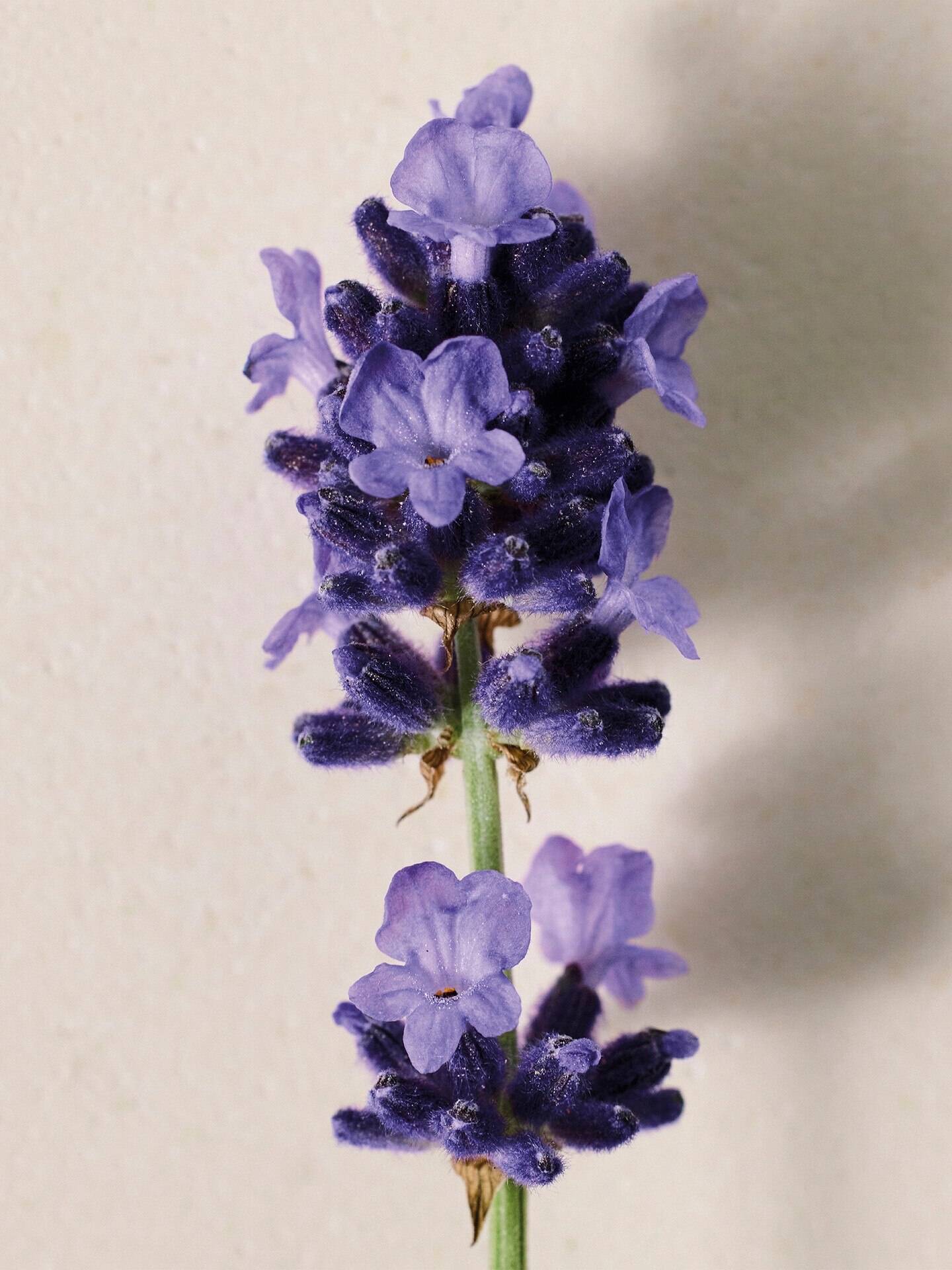 Atelier des Fleurs Lavanda Eau de Parfum 50&nbsp;ml - 4