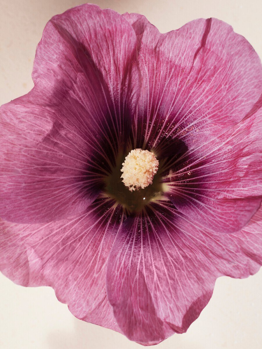 Atelier des Fleurs Hibiscus Abelmoschus Eau de Parfum 5.1 fl oz - 4