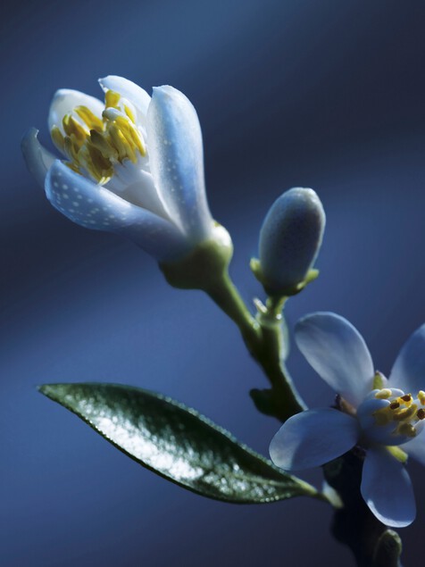 Atelier des Fleurs Nuit d&rsquo;Oranger Eau de Parfum 1.7 fl oz