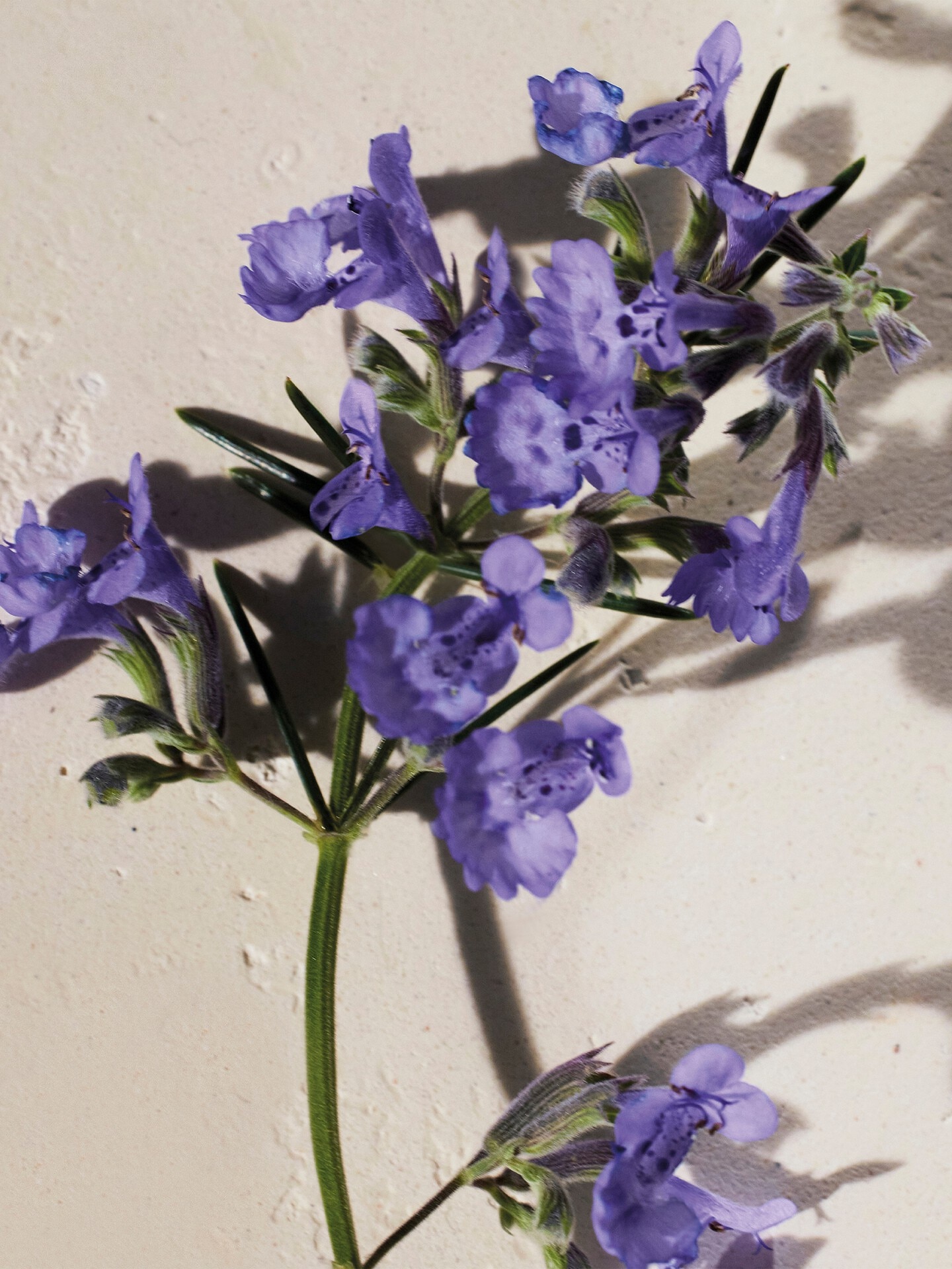 Atelier des Fleurs Hysope Eau de Parfum 1.7 fl oz - 3