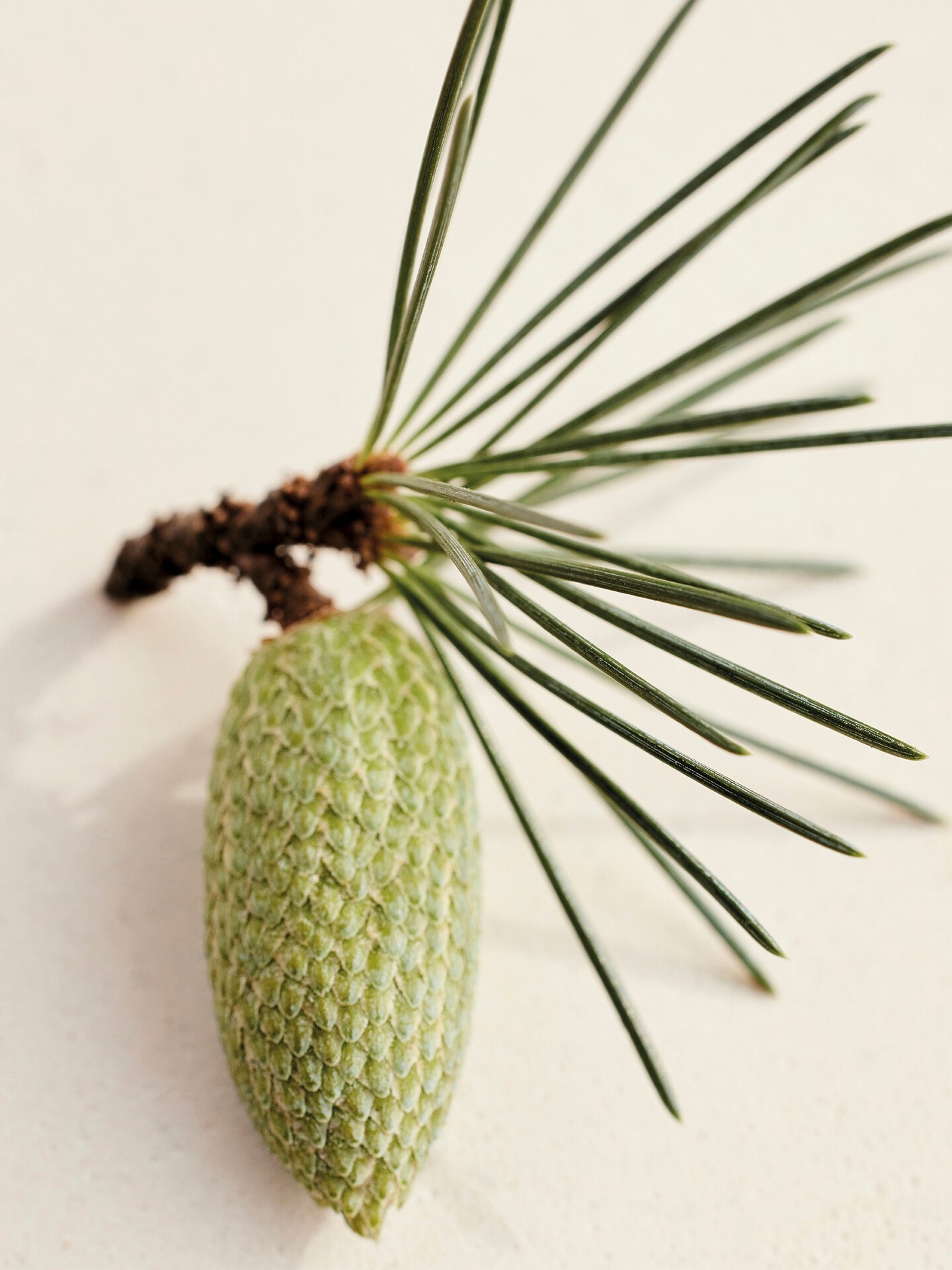 Atelier des Fleurs Cedrus Eau de Parfum 1.7 fl oz - 3