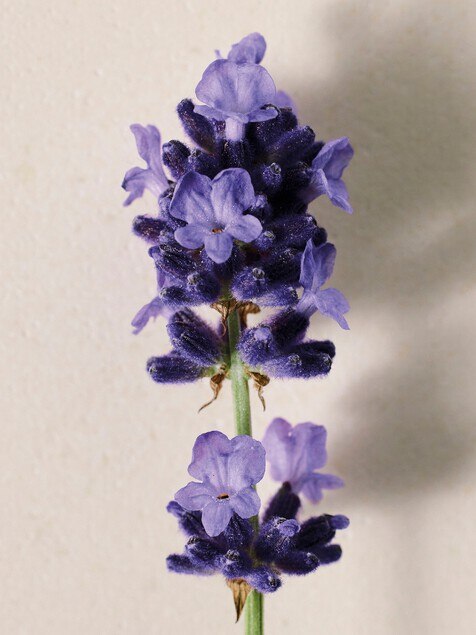 Atelier des Fleurs Lavanda Eau de Parfum 1.7 fl oz