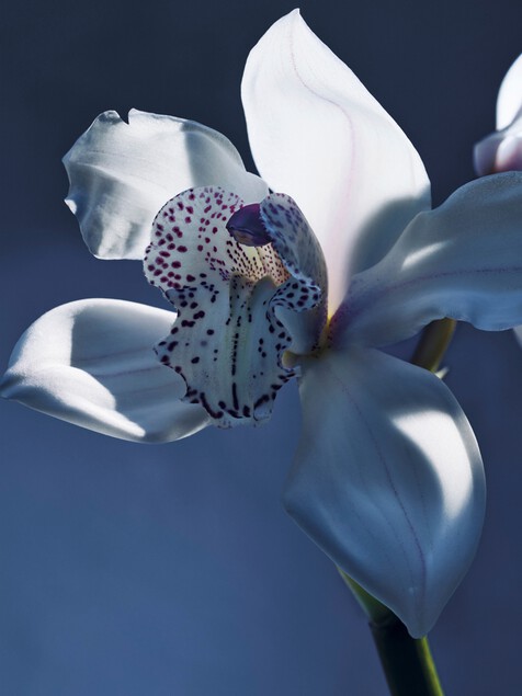Atelier des Fleurs Orchid&eacute;e de Minuit Eau de Parfum 1.7 fl oz