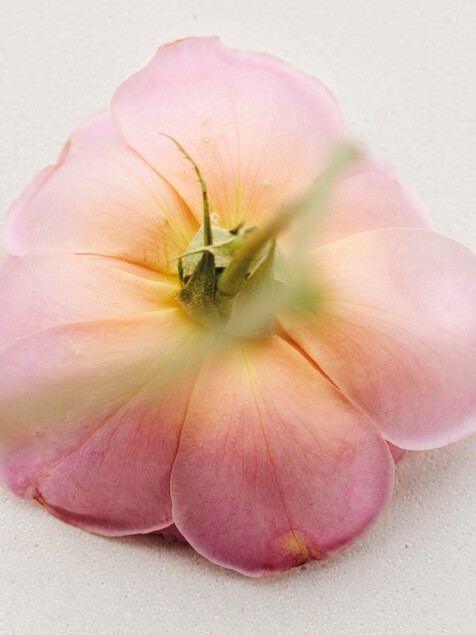 Atelier des Fleurs Rosa Damascena Eau de Parfum 1.7 fl oz