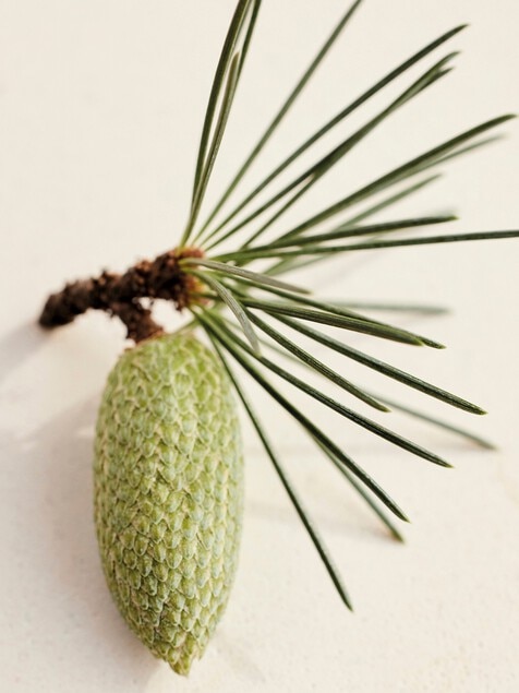 Loci&oacute;n corporal perfumada Atelier des Fleurs Cedrus