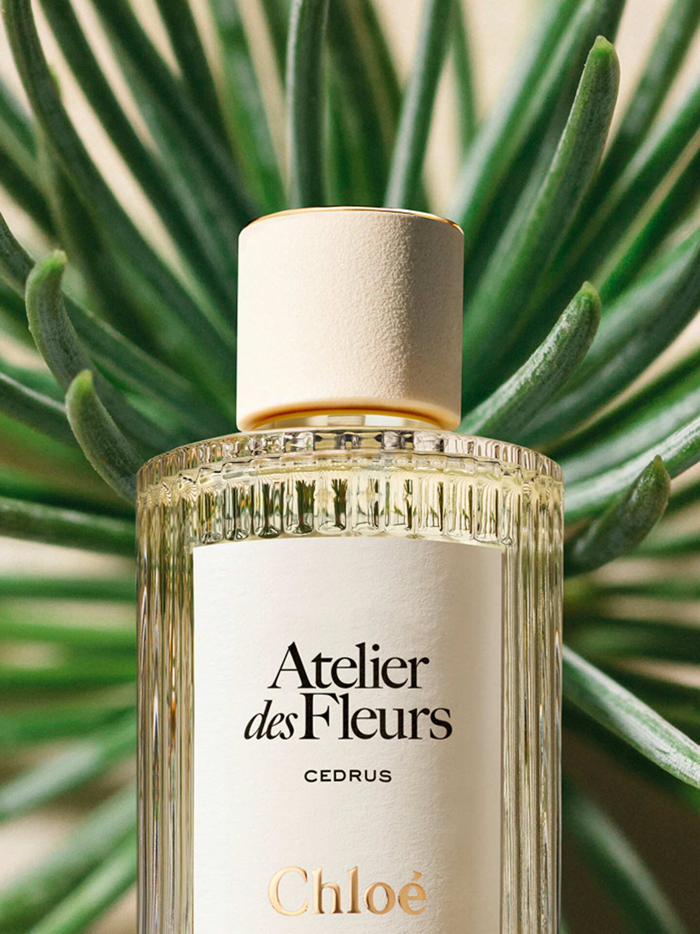 Atelier des Fleurs Cedrus Eau de Parfum 150&nbsp;ml - 4