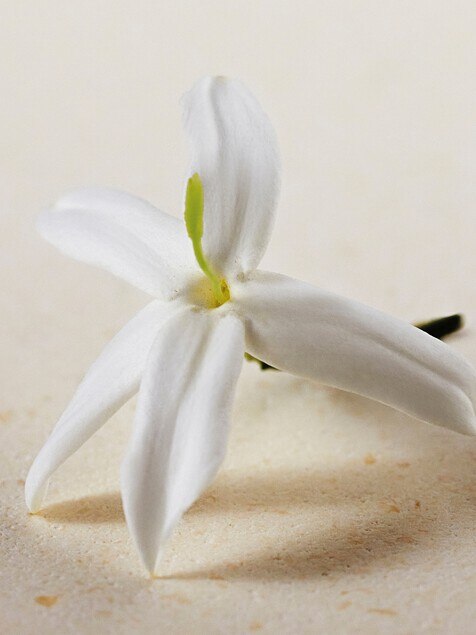 Atelier des Fleurs Jasminum Sambac Perfumed Body Lotion